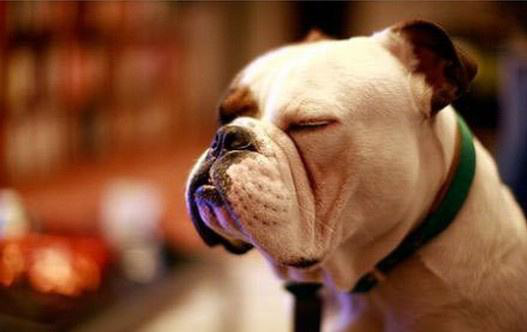 寵物(wù)app開(kāi)發，寵物(wù)app開(kāi)發行(xíng)業(yè)解決方案